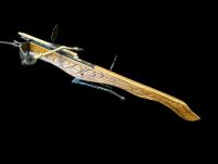 MINIATURKA KUSZY DREWNIANEJ Z XV W (AG0F.01) - 4